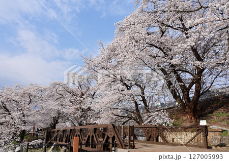 満開の甚六桜 127005993