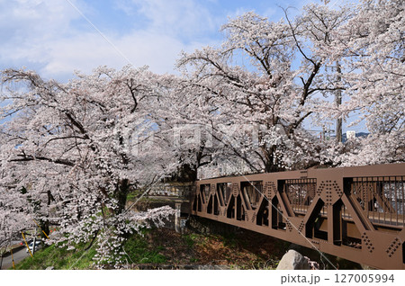 満開の甚六桜 満開の甚六桜 127005994
