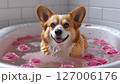 お風呂に入るコーギー 127006176