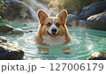 露天風呂につかるコーギー 127006179