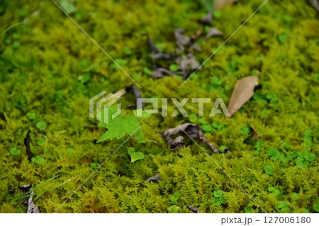 小さな植物の群生 127006180
