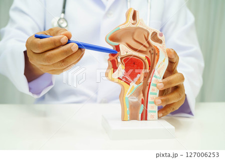 Asian doctor with nasal oral throat cavity neck human anatomy model for study diagnosis and treatment in hospital. 127006253