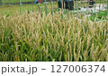 家庭菜園のスペルト小麦、6月 127006374