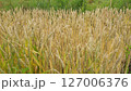 家庭菜園のスペルト小麦、6月 127006376