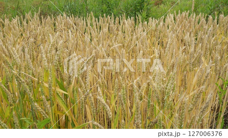 家庭菜園のスペルト小麦、6月 家庭菜園のスペルト小麦、6月 127006376