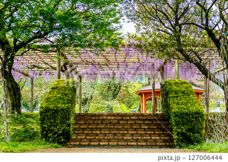 新緑に包まれた藤のある公園の情景 新緑に包まれた藤のある公園の情景 127006444