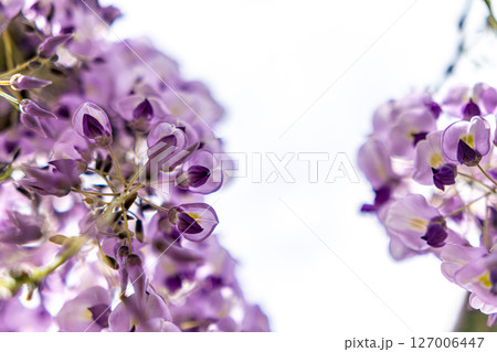 見上げる藤の花 127006447