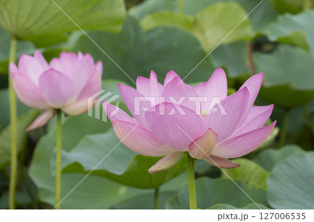 ハスの花 ハスの花 127006535