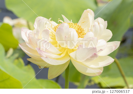 ハスの花 127006537