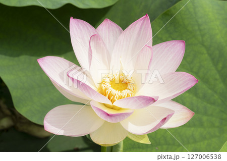 ハスの花 127006538