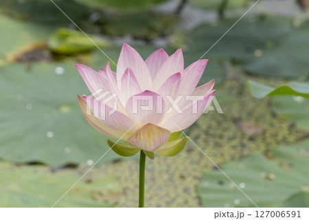 ハスの花 ハスの花 127006591