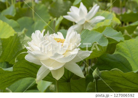 ハスの花 127006592
