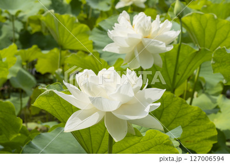 ハスの花 ハスの花 127006594