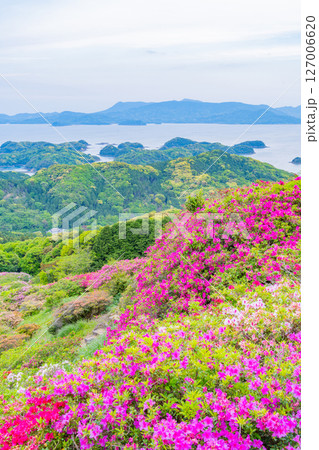 (長崎県)長串山公園(なぐしやま公園)のツツジと北九十九島 早朝 (長崎県)長串山公園(なぐしやま公園)のツツジと北九十九島 早朝 127006620