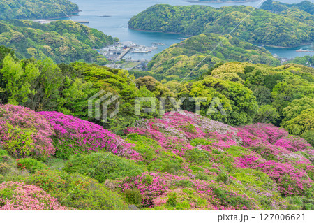 (長崎県)長串山公園(なぐしやま公園)のツツジと北九十九島 早朝 (長崎県)長串山公園(なぐしやま公園)のツツジと北九十九島 早朝 127006621