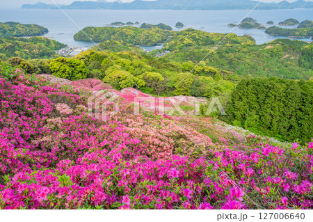 （長崎県）長串山公園（なぐしやま公園）のツツジと北九十九島　早朝 127006640
