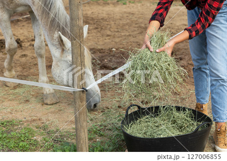 Hands of worker pour hay to feed horses in stable yard, close-up. Hands of worker pour hay to feed horses in stable yard, close-up. 127006855