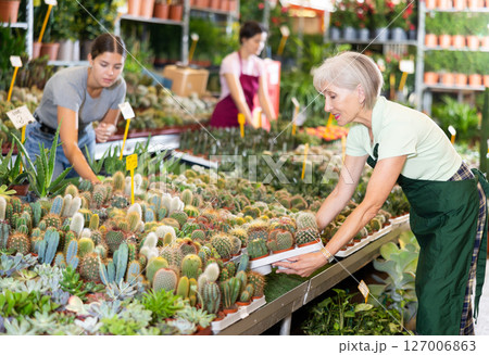 Old saleswoman holding cactus in flower-pots in open-air plants market 127006863