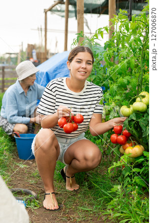 Woman garden worker gathering harvest of organic tomatoes in field garden. Woman garden worker gathering harvest of organic tomatoes in field garden. 127006870