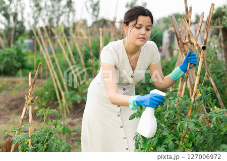 Asian woman spraying tomatoes 127006972