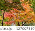 紅葉したもみじ 紅葉したもみじ 127007310