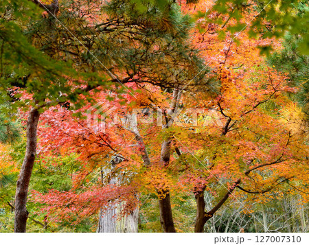紅葉したもみじ 紅葉したもみじ 127007310