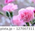 美しいピンクのカーネーション 美しいピンクのカーネーション 127007311