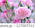 ピンク色の可愛いカーネーション ピンク色の可愛いカーネーション 127007312