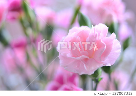 ピンク色の可愛いカーネーション ピンク色の可愛いカーネーション 127007312