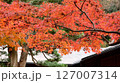 鮮やかな紅葉 鮮やかな紅葉 127007314