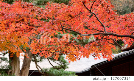 鮮やかな紅葉 鮮やかな紅葉 127007314