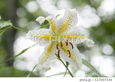 ヤマユリの花 ヤマユリの花 127007544