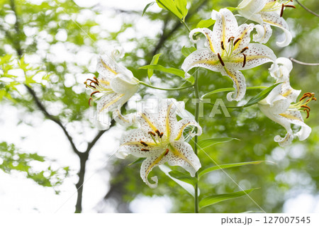 ヤマユリの花 ヤマユリの花 127007545