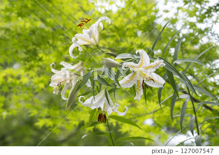 ヤマユリの花 ヤマユリの花 127007547
