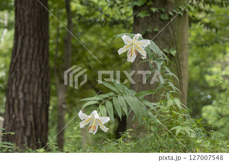 ヤマユリの花 ヤマユリの花 127007548
