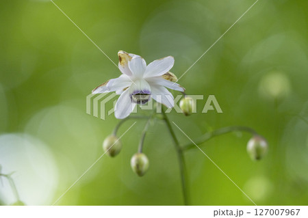 レンゲショウマの花 レンゲショウマの花 127007967