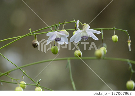 レンゲショウマの花 127007968