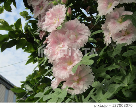 タチアオイの白い花 127008070