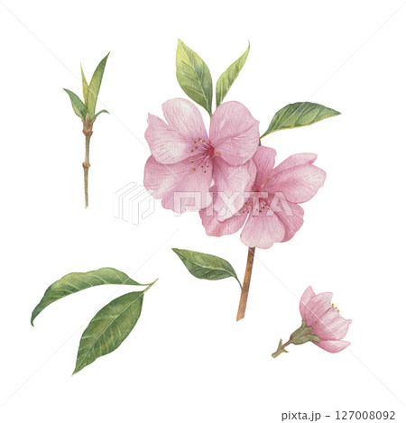 Set of various pink flowers of peach tree watercolor illustration isolated. Foliage fruit tree branches hand drawn 127008092
