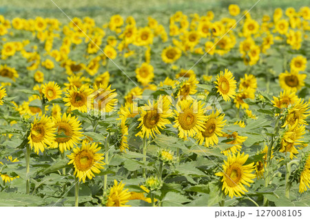 ヒマワリの花 ヒマワリの花 127008105