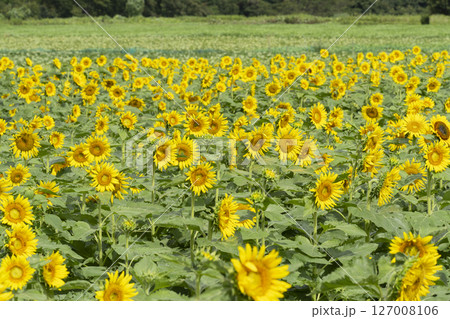 ヒマワリの花 ヒマワリの花 127008106