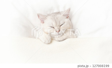 Wide banner cute white kitten sleeps on a white bed 127008199