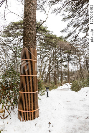 Pine tree trunks are wrapped during winter to protect and insulate the tree bark from frost cracks. Pine tree trunks are wrapped during winter to protect and insulate the tree bark from frost cracks. 127008493