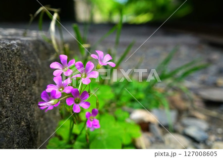 ムラサキカタバミの花 127008605