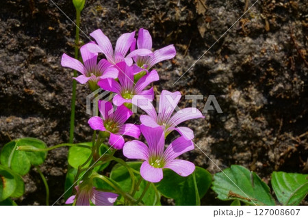 ムラサキカタバミの花 ムラサキカタバミの花 127008607