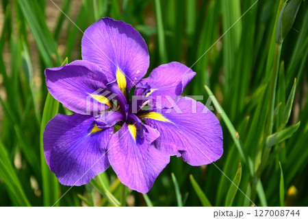 紫色の花を咲かせた花菖蒲 127008744