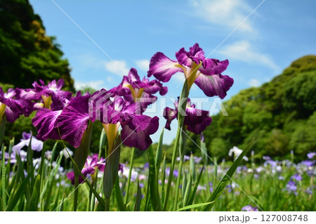 初夏に咲いた花菖蒲 127008748