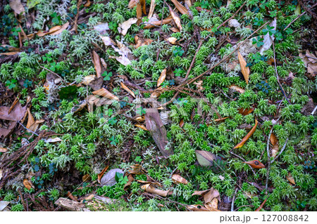 苔の生えた地面 127008842