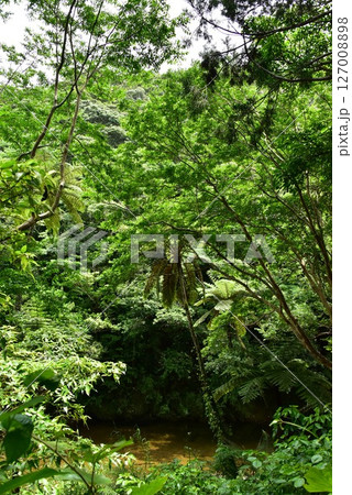 緑の景観 127008898