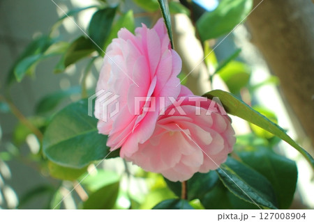 陽光を浴びるツバキの花、優雅な姿が心を和ませる 127008904